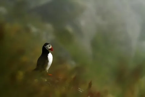 Atlantic Puffin sitting on cliff, bird in nesting colony, arctic black and wh Stock Photos