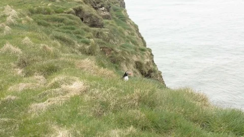 Atlantic puffin sitting in the grass and flying away Stock Footage 71271544