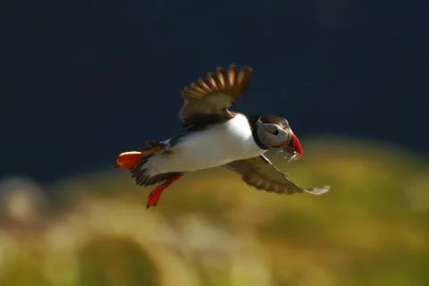 Atlantic puffin with small fish in its beak flying against dark blue sea and  Stock Photos