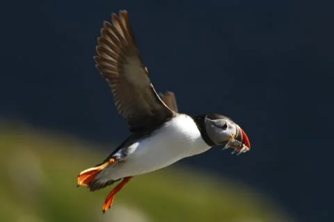 Atlantic puffin with small fish in its beak flying against dark blue sea and  Stock Photos