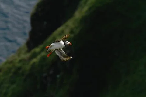 Atlantic puffin with small fish in its beak flying against dark blue sea and  Stock Photos