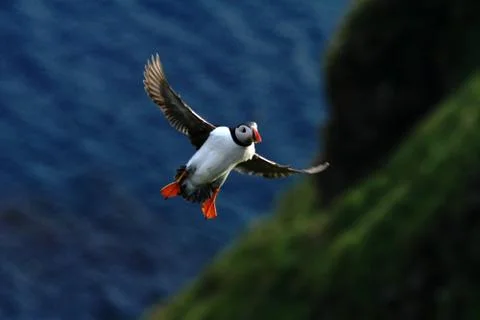 Atlantic puffin with small fish in its beak flying against dark blue sea and  Stock Photos