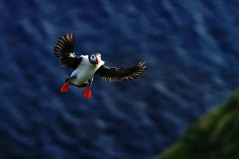 Atlantic puffin with small fish in its beak flying against dark blue sea and  Stock Photos