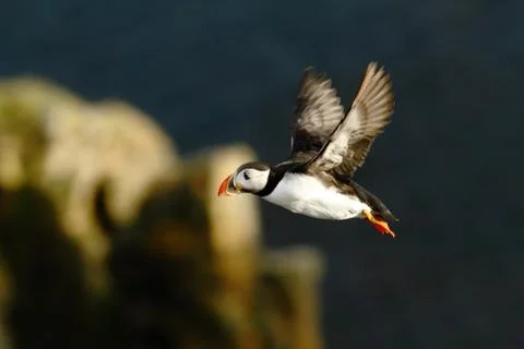 Atlantic puffin with small fish in its beak flying against dark blue sea and  Stock Photos