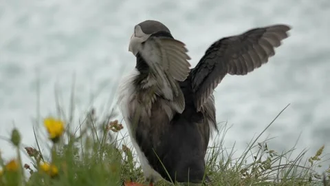 Atlantic Puffin Spreading Wings on a Grassy Cliffside in Iceland Stock Footage 339754121