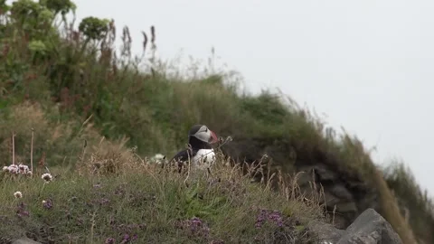Atlantic Puffin stand on grass cliffs with flowers looking around and open c Stock Footage 137438364