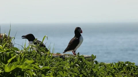Atlantic puffin standing on cliff ledge with razorbill before flying away Stock Footage 278364643