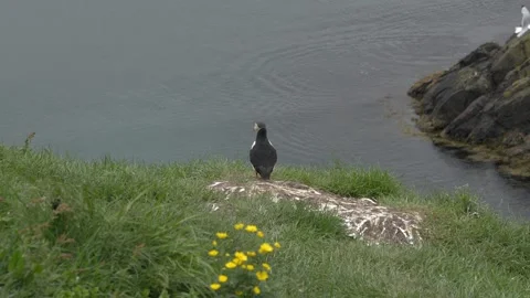 Atlantic Puffin Standing on the Edge of a Grassy Coastal Cliff in Iceland Stock Footage 339889144