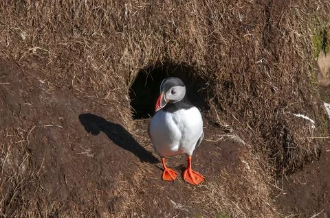 Atlantic puffin standing in front of burrow on sunny morning 스톡 사진