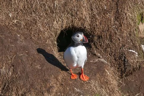 Atlantic puffin standing in front of burrow on sunny morning 스톡 사진