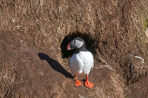 Atlantic puffin standing in front of burrow on sunny morning 스톡 사진