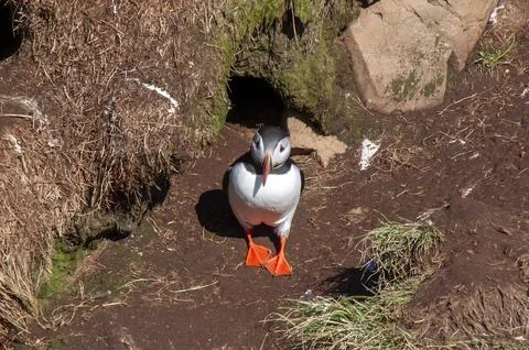 Atlantic puffin standing in front of burrow on sunny morning 스톡 사진