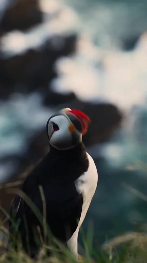 Atlantic puffin standing on a grassy cliffside overlooking the ocean Vidéo 334353604
