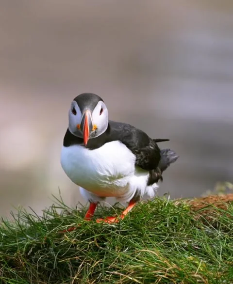 Atlantic puffin standing on grassy cliffside Stock Footage 334824638