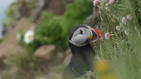 Atlantic Puffin Standing on a Grassy Cliffside in Iceland Stock Footage 339752340