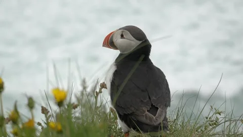 Atlantic Puffin Standing on a Grassy Cliffside Overlooking the Ocean in Iceland Stock Footage 339754120