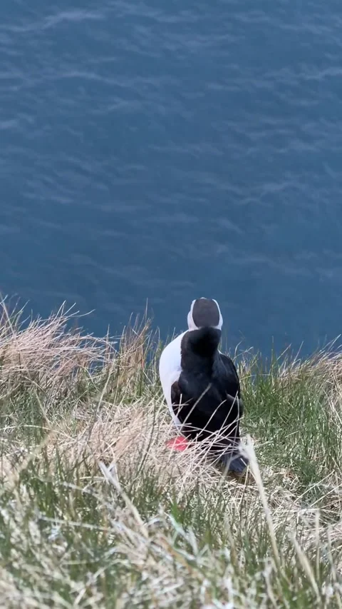 Atlantic puffin standing on a grassy hillside overlooking a traditional Faroese  Stock-Footage 335265759