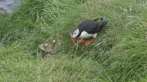 Atlantic Puffin Standing in Green Grass on an Icelandic Coastal Cliffside Stock Footage 339880675