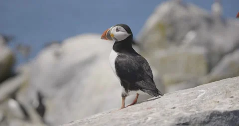 Atlantic Puffin Standing in Profile on Granite Ledge Stock Footage 333696874
