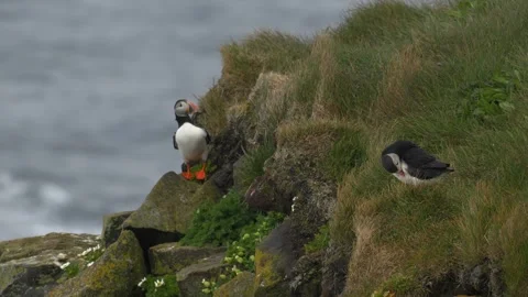 Atlantic Puffin Taking Flight from a Grassy Coastal Cliffside in Iceland Stock Footage 339751392