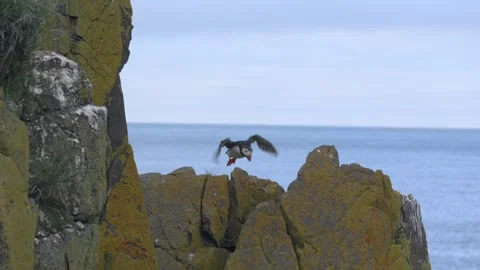Atlantic Puffin Taking Flight from Mossy Rocks on an Icelandic Coastal Cliffside Stock Footage 339891020