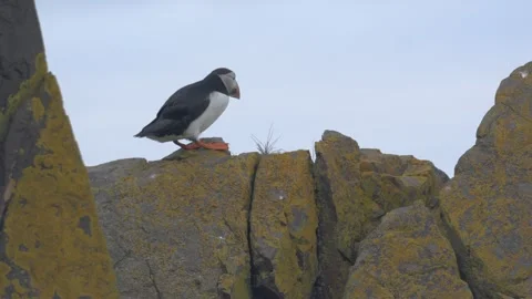 Atlantic Puffin Walking Down Mossy Rocks on an Icelandic Coastal Cliffside Stock Footage 339890653