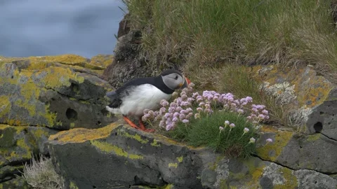 Atlantic Puffin Walking Past Pink Sea Thrift Flowers on a Coastal Cliff in Stock Footage 339752256