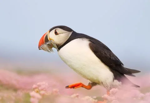 Atlantic puffin walking with sand eels in the beak Stock Photos