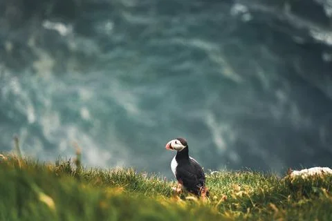 Atlantic Puffins bird or common Puffin in ocean blue background. Fratercula Foto stock