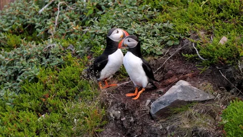 Atlantic Puffins on cliff in summer in Newfoundland, Canada Stockbeeldmateriaal 168765166