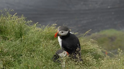 Atlantic Puffins Emerging from Burrows on a Grassy Iceland Cliffside Stock Footage 339960101