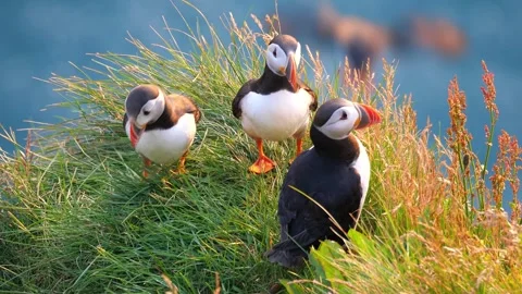 Atlantic Puffins enjoy a beautiful spring sunset in Iceland Stock Footage 242009976