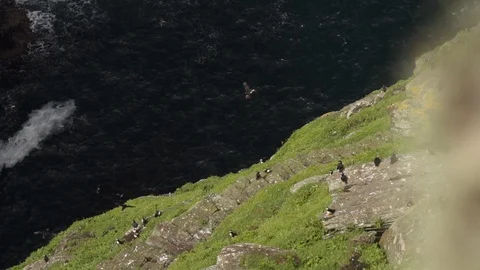 Atlantic puffins flying in the Skellig Michael Island Stock Footage 108732897