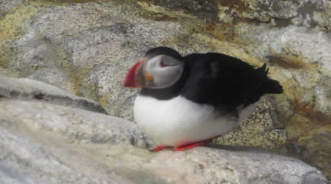 Atlantic Puffins Stock Footage 25933787