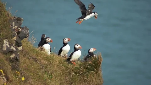 Atlantic Puffins in Iceland Vídeo Stock 80122641