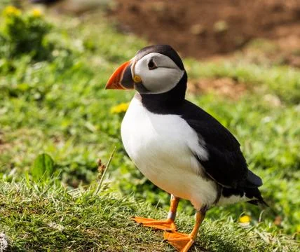 Atlantic puffins on the isle of Lunga, Inner Hebrides, Scotland, UK Stock Photos