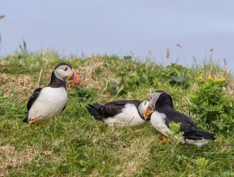 Atlantic puffins on the isle of Lunga, Inner Hebrides, Scotland, UK Stock Photos