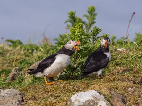 Atlantic puffins on the isle of Lunga, Inner Hebrides, Scotland, UK Stock Photos