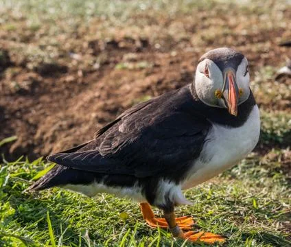 Atlantic puffins on the isle of Lunga, Inner Hebrides, Scotland, UK Stock Photos