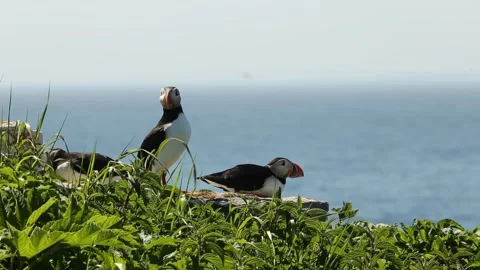 Atlantic puffins moving around on cliff ledge Stockbeeldmateriaal 278364411