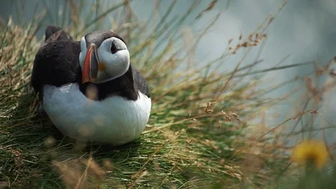 Atlantic Puffins in the nest Video stock 80130978