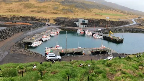 Atlantic puffins nesting on cliffs in Borgarfjörður Eystri, Iceland Stock Footage 221789391
