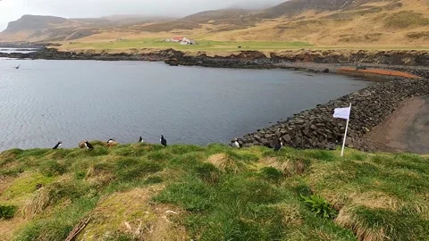 Atlantic puffins nesting on cliffs in Borgarfjörður Eystri, Iceland Stock Footage 221789401