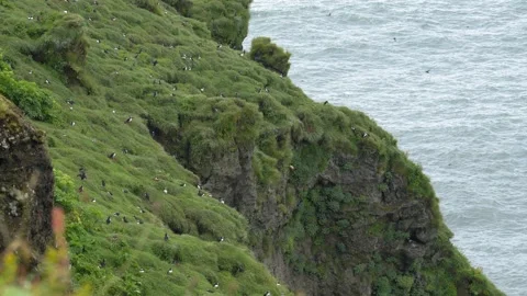 Atlantic Puffins Nesting on Grassy Sea Cliffs in Iceland Video stock 339959469