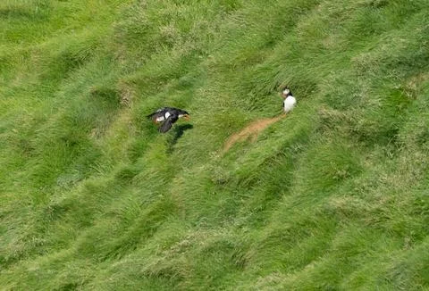 Atlantic puffins nesting in green grass in Vestmannaeyjar, Iceland Photos