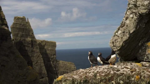 Atlantic puffins perching on cliff in Skellig island Stock Footage 108733006