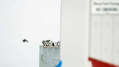 Atlantic Puffins Foto stock