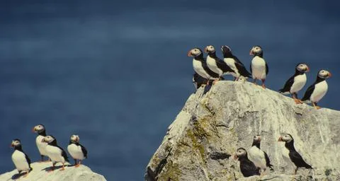 Atlantic Puffins, Stock Photos