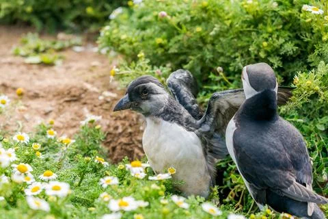 Atlantic puffins Foto stock