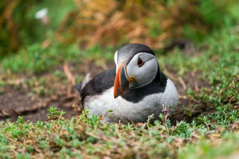 Atlantic puffins Stock Photos